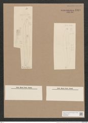 Pleurosigma simile Grun. (de-Toni-Nr.: Genus 13, Species 1068) Zeichnungen Sammlung Grunow Nr. 1928 (NHMW-BOT-W0369058)